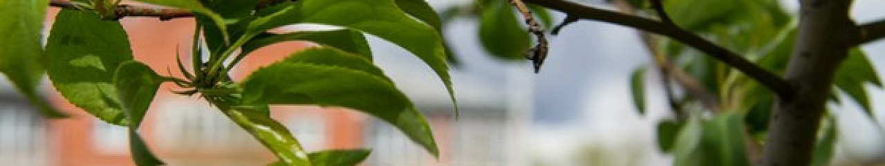 Древо памяти от «Уральского завода противогололедных материалов»