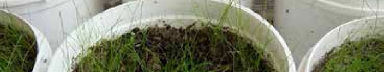 Муравьи, грызущие лед